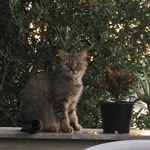 Beren