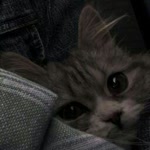 Yasemin
