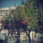 Melike