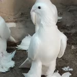 Orhan