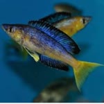 Cichlid