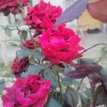 Alya