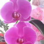 Selda