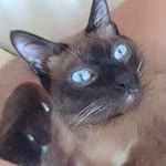 Karaca