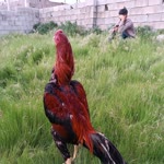 Muhammed