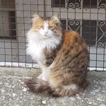 Kıvanç