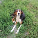 Halil