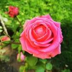 Demet