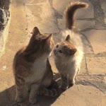 Pınar