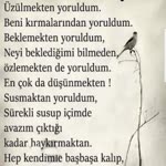 Suat