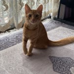 Yunus