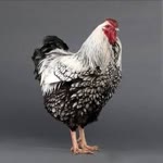 Hakan