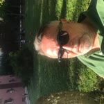 Celal