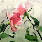 Aliye