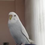 Halil