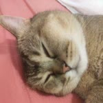 Ööü