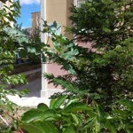 Bedia