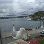 Arzu