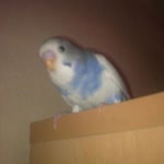 Cihan
