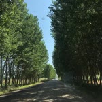 Ayşe