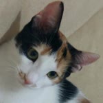 Neşe