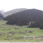 Şehmus