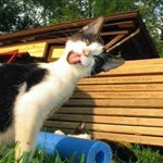 Emre