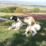 Murat