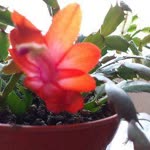 Nihal