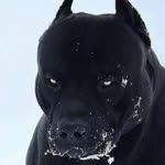 Metin