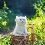 Yasemin