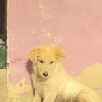 Zeynep