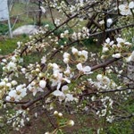 Necdet