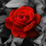 Rabia