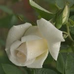 Elif