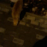Bekir