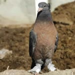 Yüksel