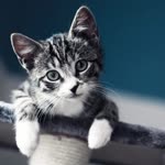 Ali