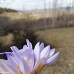 Dudu