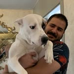 Leyla