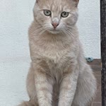 Ali
