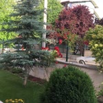 Gülay