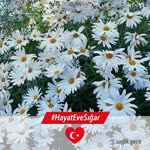 Profil fotoğrafı