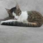 Rana