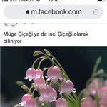 Özlem