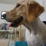 Bahadır