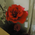 Senem