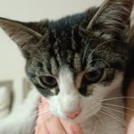 Elisa