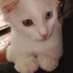 Yusuf