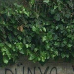 Büşra